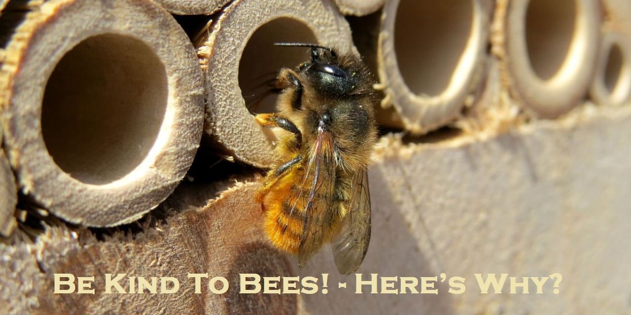 Be Kind To Bees! – Here’s Why?