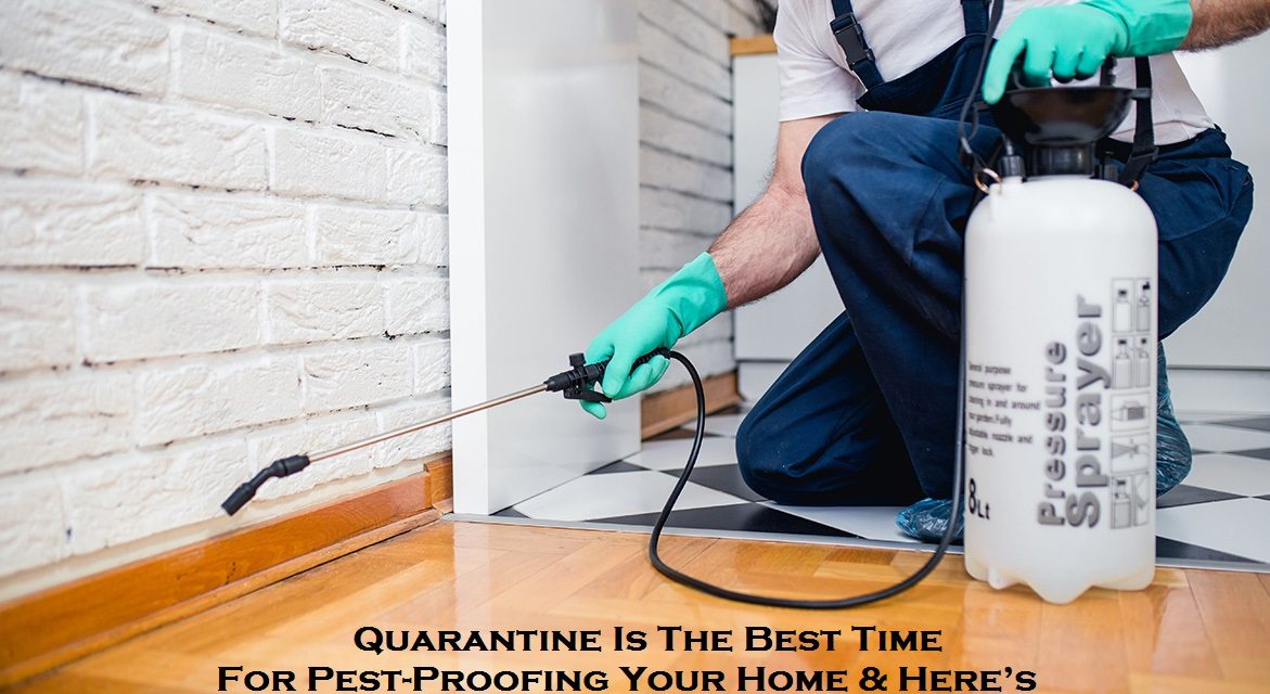 Quarantine Is The Best Time For Pest-Proofing Your Home & Here’s How You Should Do?