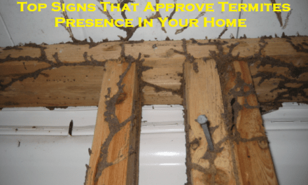 Top Signs That Approve Termites Presence In Your Home