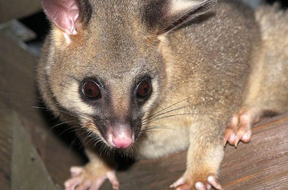Don’t Make Your House Possum-Friendly – Here’s Why?