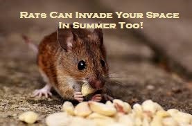 Rats Can Invade Your Space In Summer Too!