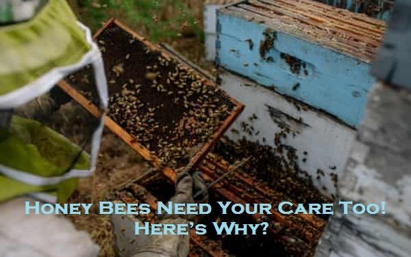 Honey Bees Need Your Care Too! – Here’s Why?