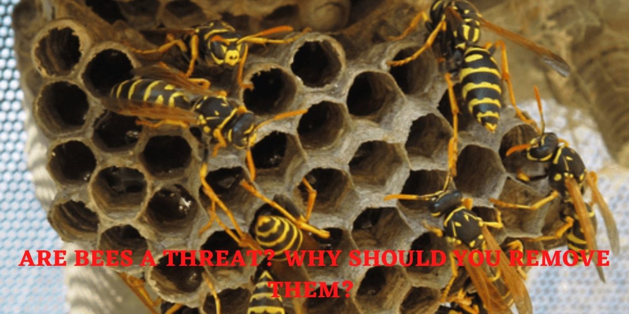 Are Bees A Threat? Why Should You Remove Them?