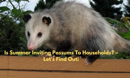Is Summer Inviting Possums To Households? – Let’s Find Out!
