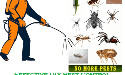 Effective DIY Pest Control Tips For Households