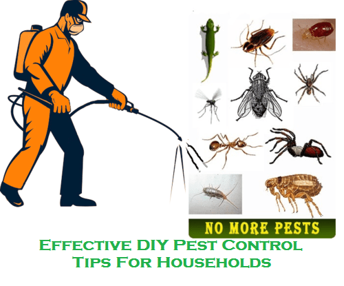 Effective DIY Pest Control Tips For Households