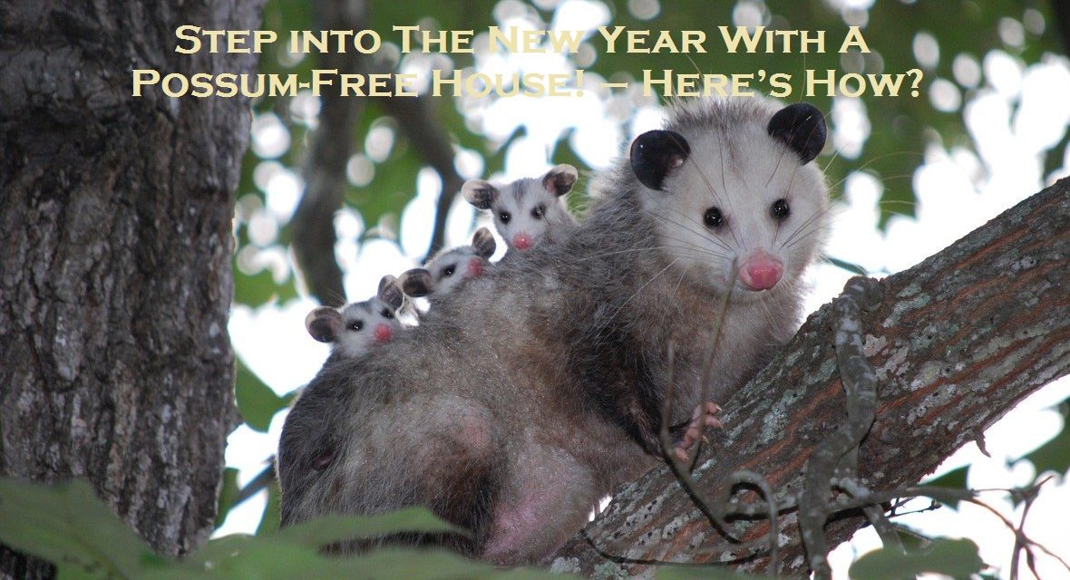 Step into The New Year With A Possum-Free House! – Here’s How?                                                                                                                                                                                                                                                                                                                                                                                                                                                                                                                                                                                                                                                                                                                                                                                                                                                                                                                                                                                                                                                                                                                                                                                                                                                                                                                                                                                                                                                                                                                                                                                                                                                                                                                                                                                                                                                                                                                                                                                                                                                                                                                                                                                                                                                                                                                                                                                                                                                                                                                                                                                                                                                                                                                                                                                                                                                                                                                                                                                                                                                                                                                                                                                                                                                                                                                                                                                                                                                                                                                                                                                                                                                                                                                                                                                                                                                                                                                                                                                                                                                                                                                                                                                                                                                                                                                                                                                                                                                                                                                                                                                                                                                                                                                                                                                                                                                                                                                                                                                                                                                                                                                                                                                                                                                                                                                                                                                                                                                                                                                                                                                                                                                                                                                                                                                                                                                                                                                                                                                                                                                                                                                                                                                                                                                                                                                                                                                                                                                                                                                                                                                                                                                                                                                                                                                                                                                                                                                                                                                                                                                                                                                                                                                                                                                                                                                                                                                                                                                                                                                                                                                                                                                                                                                                                                                                                                                                                                                                                                                                                                                                                                                                                                                                                                                                                                                                                                                                                                                                                                                                                                                                                                                                                                                                                                                                                                                                                                                                                                                                                                                                                                                                                                                                                                                                                                                                                                                                                                                                                                                                                                                                                                                                                                                                                                                                                                                                                                                                                                                                                                                                                                                                                                                                                                                                                                                                                                                                                                                                                                                                                                                                                                                                                                                                                                                                                                                                                                                                                                                                                                                                                                                                                                                                                                                                                                                                                                                                                                                                                                                                                                                                                                                                                                                                                                                                                                                                                                                                                                                                                                                                                                                                                                                                                                                                                                                                                                                                                                                                                                                                                                                                                                                                                                                                                                                                                                                                                                                                                                                                                                                                                                                                                                                                                                                                                                                                                                                                                                                                                                                                                                                                                                                                                                                                                                                                                                                                                                                                                                                                                                                                                                                                                                                                                                                                                                                                                                                                                                                                                                                                                                                                                                                                                                                                                                                                                                                                                                                                                                                                                                                                                                                                                                                                                                                                                                                                                                                                                                                                                                                                                                                                                                                                                                                                                                                                                                                                                                                                                                                                                                                                                                                                                                                                                                                                                                                                                                                                                                                                                                                                                                                                                                                                                                                                                                                                                                                                                                                                                                                                                                                                                                                                                                                                                                                                                                                                                                                                                                                                                                                                                                                                                                                                                                                                                                                                                                                                                                                                                                                                                                                                                                                                                                                                                                                                                                                                                                                                                                                                                                                                                                                                                                                                                                                                                                                                                                                                                                                                                                                                                                                                                                                                                                                                                                                                                                                                                                                                                                                                                                                                                                                                                                                                                                                                                                                                                                                                                                                                                                                                                                                                                                                                                                                                                                                                                                                                                                                                                                                                                                                                                                                                                                                                                                                                                                                                                                                                                                                                                                                                                                                                                                                                                                                                                                                                                                                                                                                                                                                                                                                                                                                                                                                                                                                                                                                                                                                                                                                                                                                                                                                                                                                                                                                                                                                                                                                                                                                                                                                                                                                                                                                                                                                                                                                                                                                                                                                                                                                                                                                                                                                                                                                                                                                                                                                                                                                                                                                                                                                                                                                                                                                                                                                                                                                                                                                                                                                                                                                                                                                                                                                                                                                                                                                                                                                                                                                                                                                                                                                                                                                                                                                                                                                                                                                                                                                                                                                                                                                                                                                                                                                                                                                                                                                                                                                                                                                                                                                                                                                                                                                                                                                                                                                                                                                                                                                                                                                                                                                                                                                                                                                                                                                                                                                                                                                                                                                                                                                                                                                                                                                                                                                                                                                                                                                                                                                                                                                                                                                                                                                                                                                                                                                                                                                                                                                                                                                                                                                                                                                                                                                                                                                                                                                                                                                                                                                                                                                                                                                                                                                                                                                                                                                                                                                                                                                                                                                                                                                                                                     Step into The New Year With A Possum-Free House! – Here’s How?