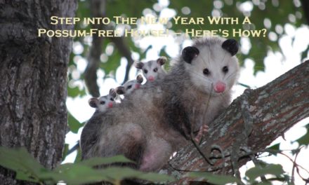 Step into The New Year With A Possum-Free House! – Here’s How?                                                                                                                                                                                                                                                                                                                                                                                                                                                                                                                                                                                                                                                                                                                                                                                                                                                                                                                                                                                                                                                                                                                                                                                                                                                                                                                                                                                                                                                                                                                                                                                                                                                                                                                                                                                                                                                                                                                                                                                                                                                                                                                                                                                                                                                                                                                                                                                                                                                                                                                                                                                                                                                                                                                                                                                                                                                                                                                                                                                                                                                                                                                                                                                                                                                                                                                                                                                                                                                                                                                                                                                                                                                                                                                                                                                                                                                                                                                                                                                                                                                                                                                                                                                                                                                                                                                                                                                                                                                                                                                                                                                                                                                                                                                                                                                                                                                                                                                                                                                                                                                                                                                                                                                                                                                                                                                                                                                                                                                                                                                                                                                                                                                                                                                                                                                                                                                                                                                                                                                                                                                                                                                                                                                                                                                                                                                                                                                                                                                                                                                                                                                                                                                                                                                                                                                                                                                                                                                                                                                                                                                                                                                                                                                                                                                                                                                                                                                                                                                                                                                                                                                                                                                                                                                                                                                                                                                                                                                                                                                                                                                                                                                                                                                                                                                                                                                                                                                                                                                                                                                                                                                                                                                                                                                                                                                                                                                                                                                                                                                                                                                                                                                                                                                                                                                                                                                                                                                                                                                                                                                                                                                                                                                                                                                                                                                                                                                                                                                                                                                                                                                                                                                                                                                                                                                                                                                                                                                                                                                                                                                                                                                                                                                                                                                                                                                                                                                                                                                                                                                                                                                                                                                                                                                                                                                                                                                                                                                                                                                                                                                                                                                                                                                                                                                                                                                                                                                                                                                                                                                                                                                                                                                                                                                                                                                                                                                                                                                                                                                                                                                                                                                                                                                                                                                                                                                                                                                                                                                                                                                                                                                                                                                                                                                                                                                                                                                                                                                                                                                                                                                                                                                                                                                                                                                                                                                                                                                                                                                                                                                                                                                                                                                                                                                                                                                                                                                                                                                                                                                                                                                                                                                                                                                                                                                                                                                                                                                                                                                                                                                                                                                                                                                                                                                                                                                                                                                                                                                                                                                                                                                                                                                                                                                                                                                                                                                                                                                                                                                                                                                                                                                                                                                                                                                                                                                                                                                                                                                                                                                                                                                                                                                                                                                                                                                                                                                                                                                                                                                                                                                                                                                                                                                                                                                                                                                                                                                                                                                                                                                                                                                                                                                                                                                                                                                                                                                                                                                                                                                                                                                                                                                                                                                                                                                                                                                                                                                                                                                                                                                                                                                                                                                                                                                                                                                                                                                                                                                                                                                                                                                                                                                                                                                                                                                                                                                                                                                                                                                                                                                                                                                                                                                                                                                                                                                                                                                                                                                                                                                                                                                                                                                                                                                                                                                                                                                                                                                                                                                                                                                                                                                                                                                                                                                                                                                                                                                                                                                                                                                                                                                                                                                                                                                                                                                                                                                                                                                                                                                                                                                                                                                                                                                                                                                                                                                                                                                                                                                                                                                                                                                                                                                                                                                                                                                                                                                                                                                                                                                                                                                                                                                                                                                                                                                                                                                                                                                                                                                                                                                                                                                                                                                                                                                                                                                                                                                                                                                                                                                                                                                                                                                                                                                                                                                                                                                                                                                                                                                                                                                                                                                                                                                                                                                                                                                                                                                                                                                                                                                                                                                                                                                                                                                                                                                                                                                                                                                                                                                                                                                                                                                                                                                                                                                                                                                                                                                                                                                                                                                                                                                                                                                                                                                                                                                                                                                                                                                                                                                                                                                                                                                                                                                                                                                                                                                                                                                                                                                                                                                                                                                                                                                                                                                                                                                                                                                                                                                                                                                                                                                                                                                                                                                                                                                                                                                                                                                                                                                                                                                                                                                                                                                                                                                                                                                                                                                                                                                                                                                                                                                                                                                                                                                                                                                                                                                                                                                                                                                                                                                                                                     Step into The New Year With A Possum-Free House! – Here’s How?