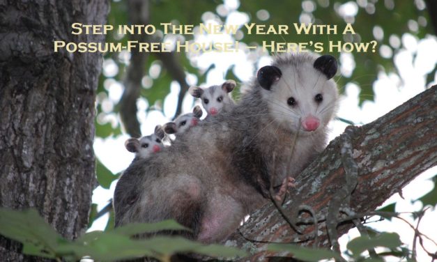 Step into The New Year With A Possum-Free House! – Here’s How?                                                                                                                                                                                                                                                                                                                                                                                                                                                                                                                                                                                                                                                                                                                                                                                                                                                                                                                                                                                                                                                                                                                                                                                                                                                                                                                                                                                                                                                                                                                                                                                                                                                                                                                                                                                                                                                                                                                                                                                                                                                                                                                                                                                                                                                                                                                                                                                                                                                                                                                                                                                                                                                                                                                                                                                                                                                                                                                                                                                                                                                                                                                                                                                                                                                                                                                                                                                                                                                                                                                                                                                                                                                                                                                                                                                                                                                                                                                                                                                                                                                                                                                                                                                                                                                                                                                                                                                                                                                                                                                                                                                                                                                                                                                                                                                                                                                                                                                                                                                                                                                                                                                                                                                                                                                                                                                                                                                                                                                                                                                                                                                                                                                                                                                                                                                                                                                                                                                                                                                                                                                                                                                                                                                                                                                                                                                                                                                                                                                                                                                                                                                                                                                                                                                                                                                                                                                                                                                                                                                                                                                                                                                                                                                                                                                                                                                                                                                                                                                                                                                                                                                                                                                                                                                                                                                                                                                                                                                                                                                                                                                                                                                                                                                                                                                                                                                                                                                                                                                                                                                                                                                                                                                                                                                                                                                                                                                                                                                                                                                                                                                                                                                                                                                                                                                                                                                                                                                                                                                                                                                                                                                                                                                                                                                                                                                                                                                                                                                                                                                                                                                                                                                                                                                                                                                                                                                                                                                                                                                                                                                                                                                                                                                                                                                                                                                                                                                                                                                                                                                                                                                                                                                                                                                                                                                                                                                                                                                                                                                                                                                                                                                                                                                                                                                                                                                                                                                                                                                                                                                                                                                                                                                                                                                                                                                                                                                                                                                                                                                                                                                                                                                                                                                                                                                                                                                                                                                                                                                                                                                                                                                                                                                                                                                                                                                                                                                                                                                                                                                                                                                                                                                                                                                                                                                                                                                                                                                                                                                                                                                                                                                                                                                                                                                                                                                                                                                                                                                                                                                                                                                                                                                                                                                                                                                                                                                                                                                                                                                                                                                                                                                                                                                                                                                                                                                                                                                                                                                                                                                                                                                                                                                                                                                                                                                                                                                                                                                                                                                                                                                                                                                                                                                                                                                                                                                                                                                                                                                                                                                                                                                                                                                                                                                                                                                                                                                                                                                                                                                                                                                                                                                                                                                                                                                                                                                                                                                                                                                                                                                                                                                                                                                                                                                                                                                                                                                                                                                                                                                                                                                                                                                                                                                                                                                                                                                                                                                                                                                                                                                                                                                                                                                                                                                                                                                                                                                                                                                                                                                                                                                                                                                                                                                                                                                                                                                                                                                                                                                                                                                                                                                                                                                                                                                                                                                                                                                                                                                                                                                                                                                                                                                                                                                                                                                                                                                                                                                                                                                                                                                                                                                                                                                                                                                                                                                                                                                                                                                                                                                                                                                                                                                                                                                                                                                                                                                                                                                                                                                                                                                                                                                                                                                                                                                                                                                                                                                                                                                                                                                                                                                                                                                                                                                                                                                                                                                                                                                                                                                                                                                                                                                                                                                                                                                                                                                                                                                                                                                                                                                                                                                                                                                                                                                                                                                                                                                                                                                                                                                                                                                                                                                                                                                                                                                                                                                                                                                                                                                                                                                                                                                                                                                                                                                                                                                                                                                                                                                                                                                                                                                                                                                                                                                                                                                                                                                                                                                                                                                                                                                                                                                                                                                                                                                                                                                                                                                                                                                                                                                                                                                                                                                                                                                                                                                                                                                                                                                                                                                                                                                                                                                                                                                                                                                                                                                                                                                                                                                                                                                                                                                                                                                                                                                                                                                                                                                                                                                                                                                                                                                                                                                                                                                                                                                                                                                                                                                                                                                                                                                                                                                                                                                                                                                                                                                                                                                                                                                                                                                                                                                                                                                                                                                                                                                                                                                                                                                                                                                                                                                                                                     Step into The New Year With A Possum-Free House! – Here’s How?
