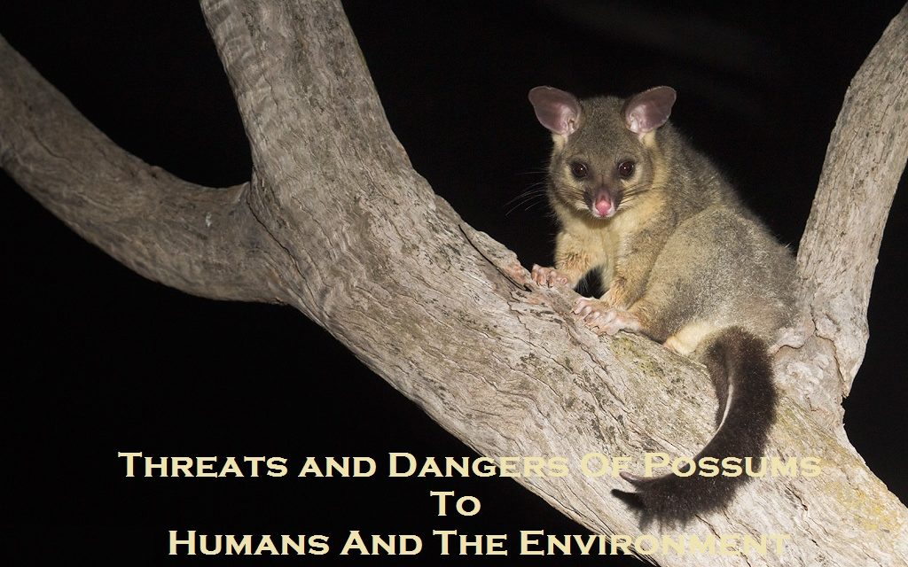 Threats and Dangers Of Possums To Humans And The Environment