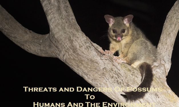 Threats and Dangers Of Possums To Humans And The Environment