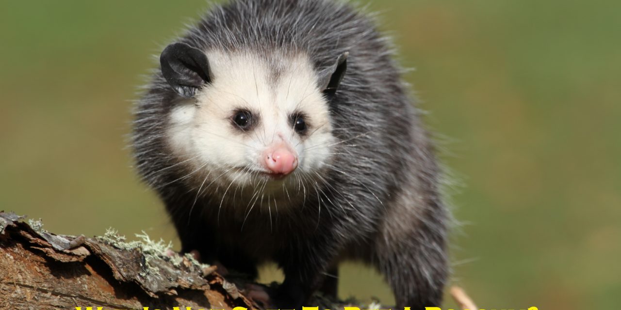 Why Is Not Safe To Pet A Possum? – Things You Should Know!