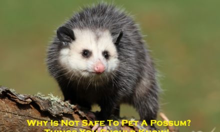 Why Is Not Safe To Pet A Possum? – Things You Should Know!