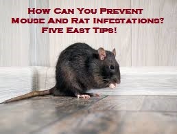 How Can You Prevent Mouse And Rat Infestations? Five Easy Tips!