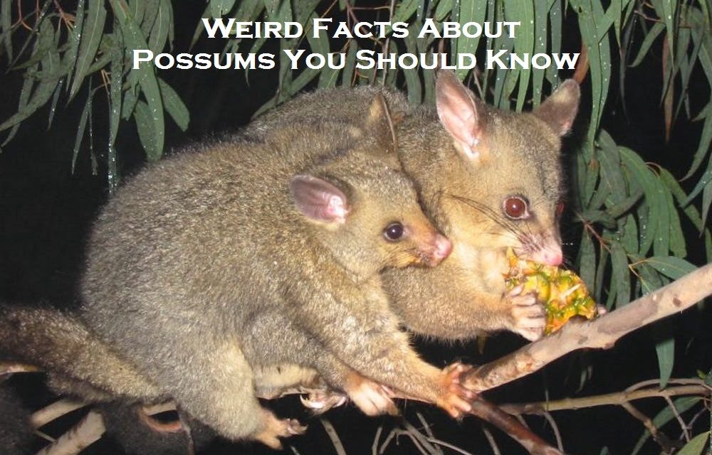 Weird Facts About Possums You Should Know