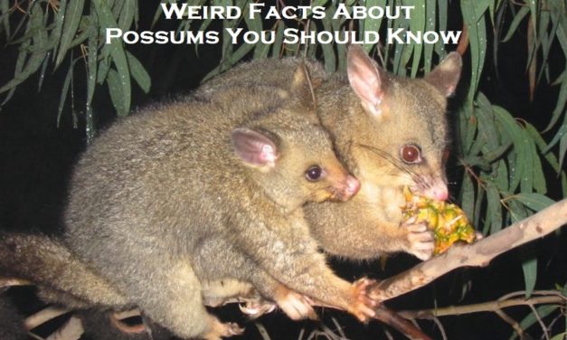 Weird Facts About Possums You Should Know