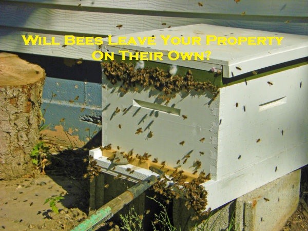 Will Bees Leave Your Property On Their Own?
