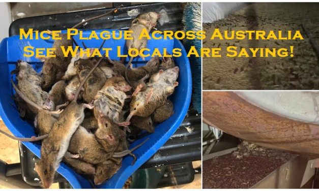 Mice Plague Across Australia – See What Locals Are Saying!