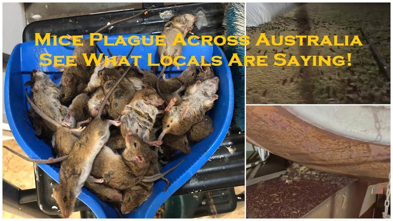 Mice Plague Across Australia – See What Locals Are Saying!