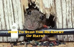 How To Stop The Re-Entry Of Rats?
