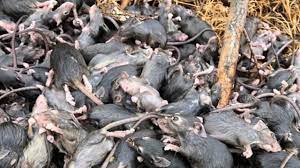 Mice Plague In Queensland – They Are Everywhere And Feasting On Every Thing!