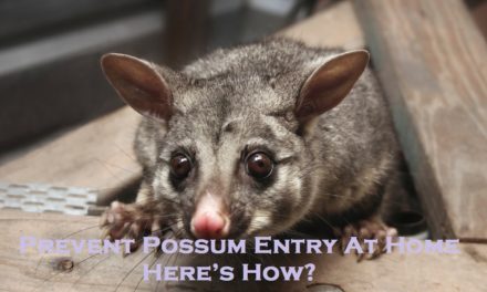 Prevent Possum Entry At Home – Here’s How?