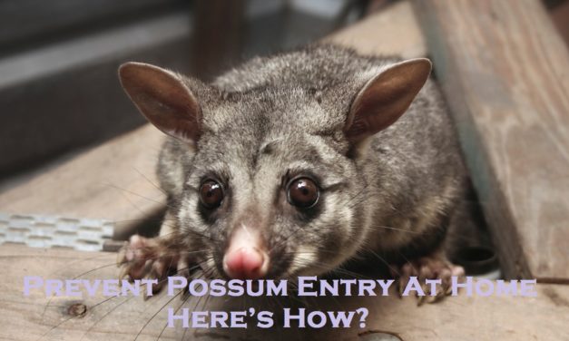 Prevent Possum Entry At Home – Here’s How?