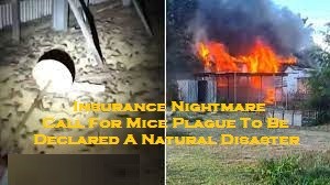 Insurance Nightmare – Call For Mice Plague To Be Declared A Natural Disaster