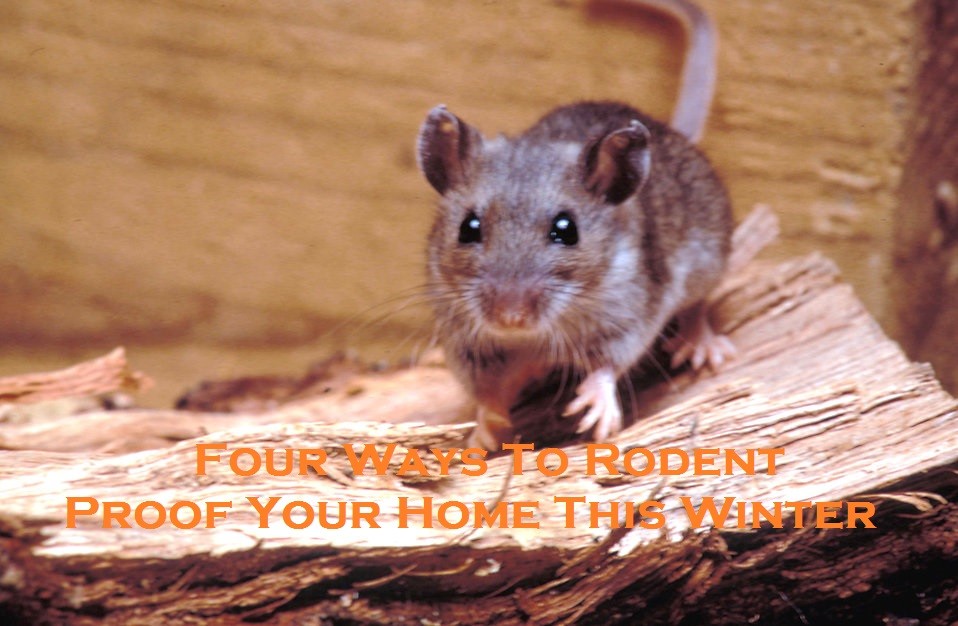 Four Ways To Rodent Proof Your Home This Winter