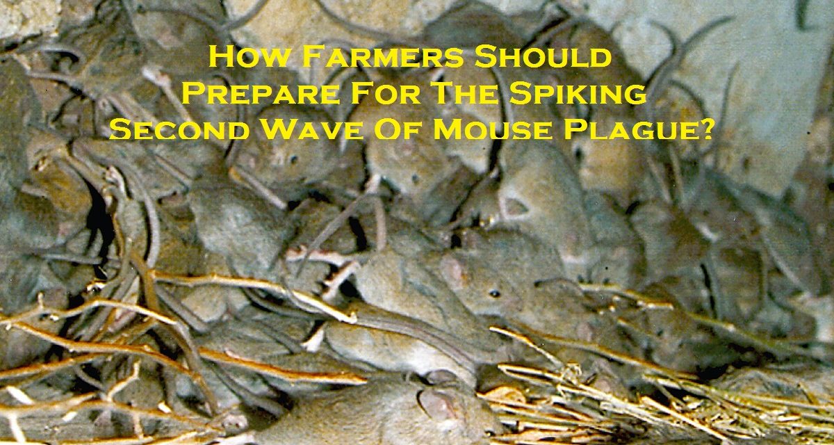 How Farmers Should Prepare For The Spiking Second Wave Of Mouse Plague?