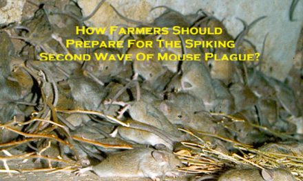 How Farmers Should Prepare For The Spiking Second Wave Of Mouse Plague?
