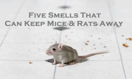 Five Smells That Can Keep Mice & Rats Away