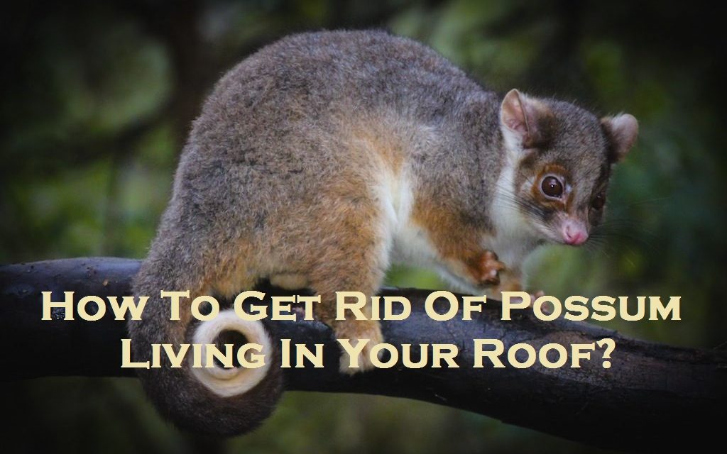 How To Get Rid Of Possum Living In Your Roof?
