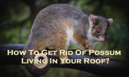 How To Get Rid Of Possum Living In Your Roof?