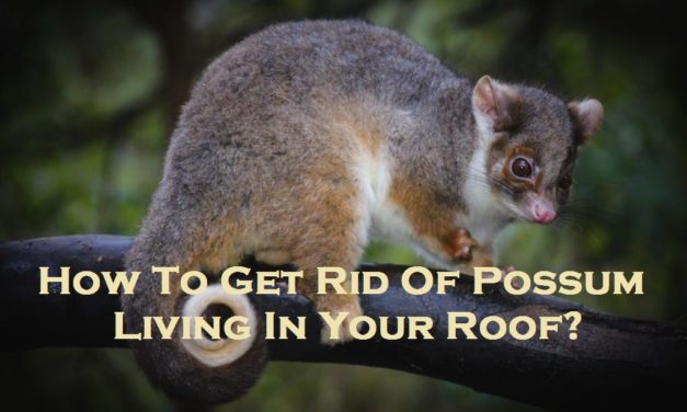 How To Get Rid Of Possum Living In Your Roof?