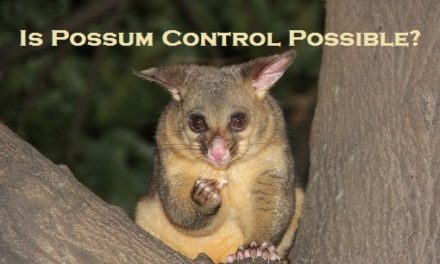 Is Possum Control Possible?