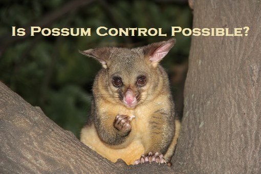 Is Possum Control Possible?