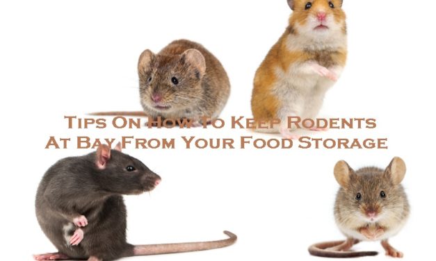 Tips On How To Keep Rodents At Bay From Your Food Storage