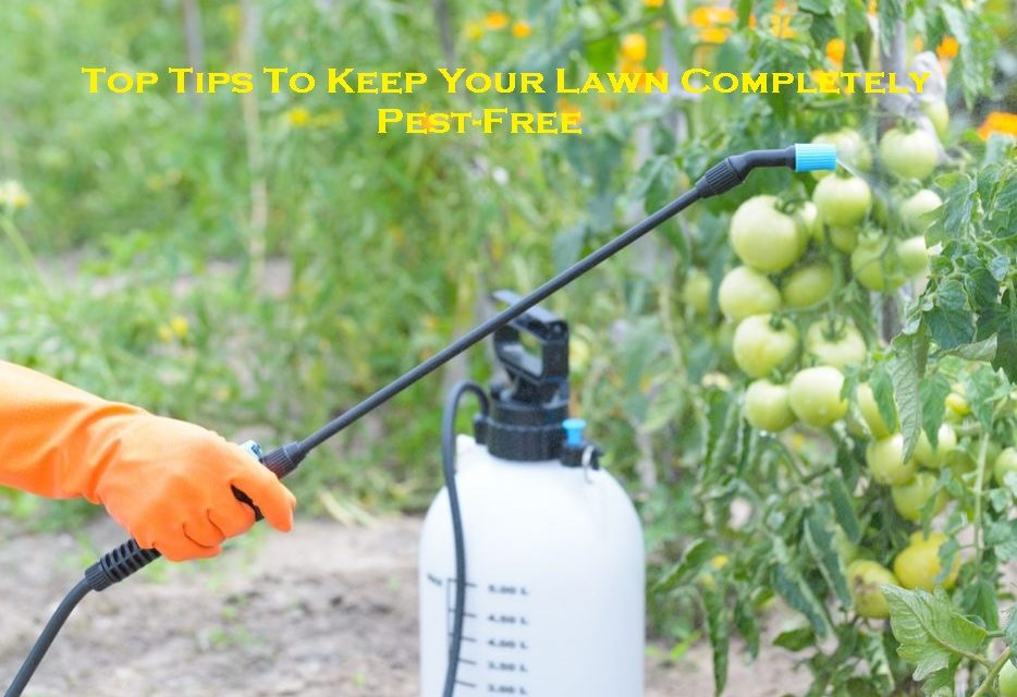 Top Tips To Keep Your Lawn Completely Pest-Free