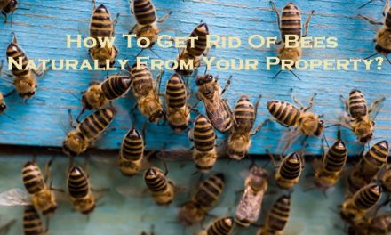 How To Get Rid Of Bees Naturally From Your Property?