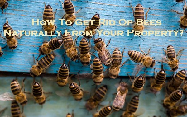 How To Get Rid Of Bees Naturally From Your Property?