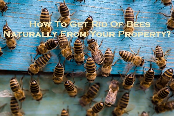 How To Get Rid Of Bees Naturally From Your Property?