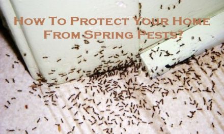 How To Protect Your Home From Spring Pests?