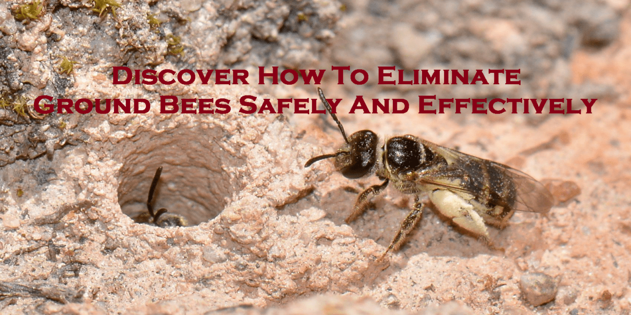 Discover How To Eliminate Ground Bees Safely And Effectively