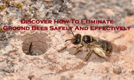 Discover How To Eliminate Ground Bees Safely And Effectively