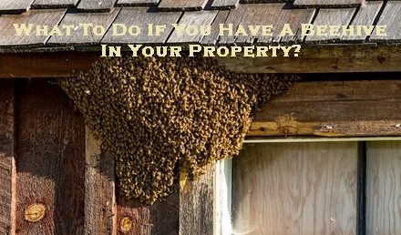 What To Do If You Have A Beehive In Your Property?