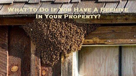 What To Do If You Have A Beehive In Your Property?