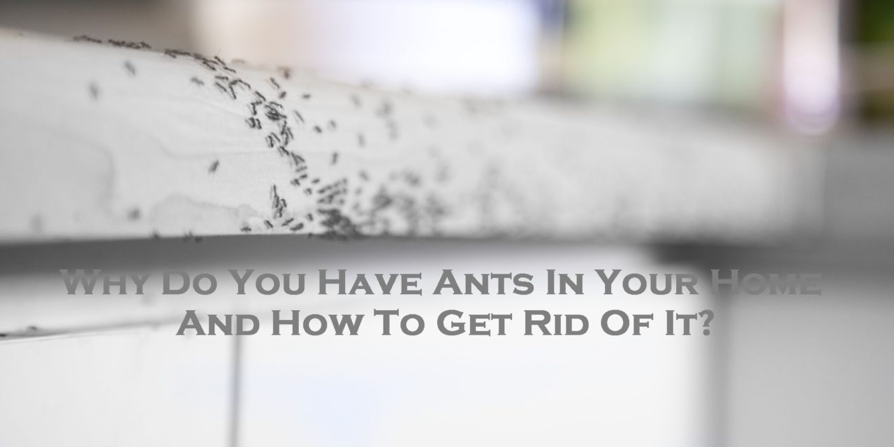 Why Do You Have Ants In Your Home And How To Get Rid Of It?