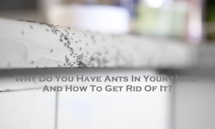 Why Do You Have Ants In Your Home And How To Get Rid Of It?