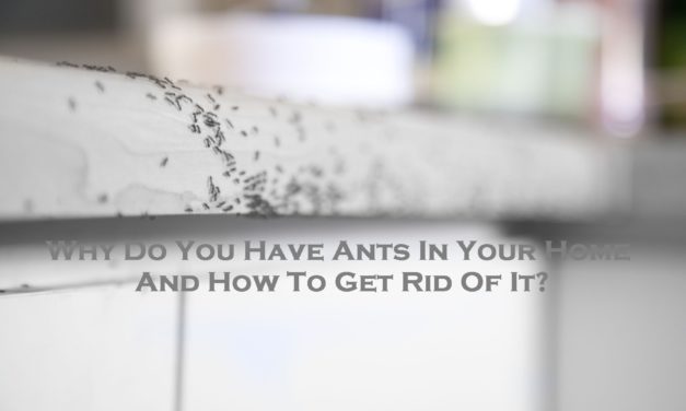 Why Do You Have Ants In Your Home And How To Get Rid Of It?